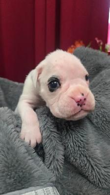 CKC Registered European Boxer Puppies - male and female - Photo 7
