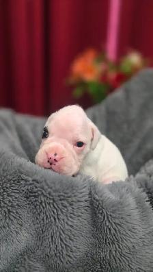 CKC Registered European Boxer Puppies - male and female - Photo 8