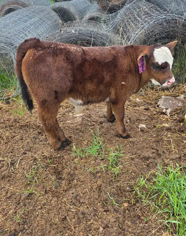 5 week old Steer Calf