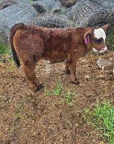 5 week old Steer Calf