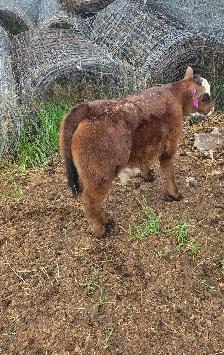 5 week old Steer Calf - Photo 2