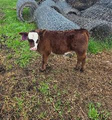 5 week old Steer Calf - Photo 3