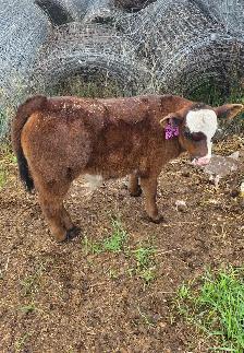 5 week old Steer Calf - Photo 4