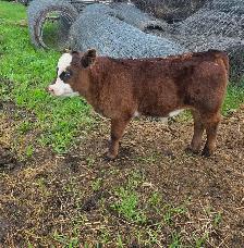 5 week old Steer Calf - Photo 5