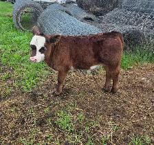 5 week old Steer Calf - Photo 6
