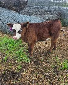 5 week old Steer Calf - Photo 7