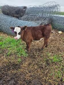 5 week old Steer Calf - Photo 8