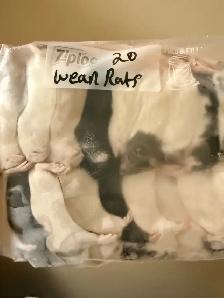 Feeder Rats - Photo 2