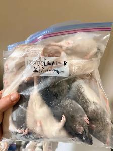 Feeder Rats - Photo 5