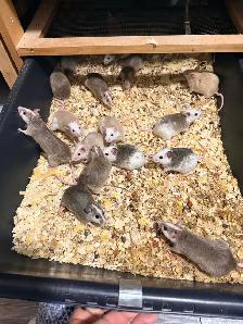 Feeder Rats - Photo 9