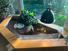 Russian Tortoise and enclosure