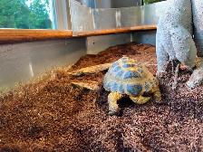 Russian Tortoise and enclosure - Photo 2