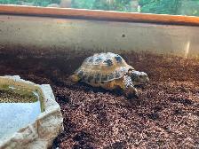 Russian Tortoise and enclosure - Photo 3