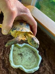 Russian Tortoise and enclosure - Photo 4