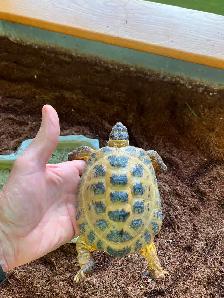 Russian Tortoise and enclosure - Photo 5