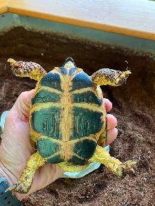 Russian Tortoise and enclosure - Photo 6