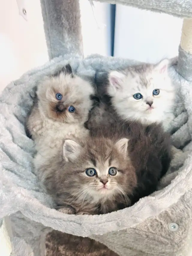 Chatons Himalayen-Perse