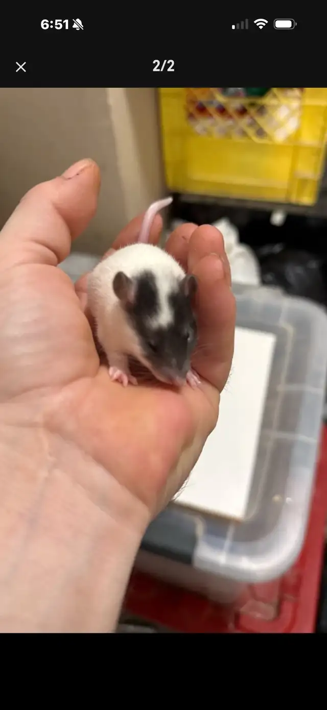 Baby,juvenile and Adult Pet Rats