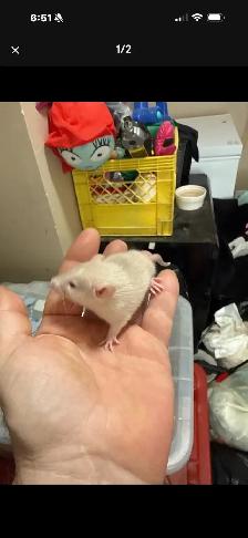 Baby,juvenile and Adult Pet Rats - Photo 2