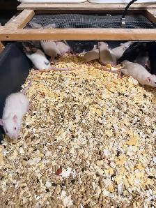 Baby,juvenile and Adult Pet Rats - Photo 3