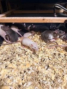 Baby,juvenile and Adult Pet Rats - Photo 4