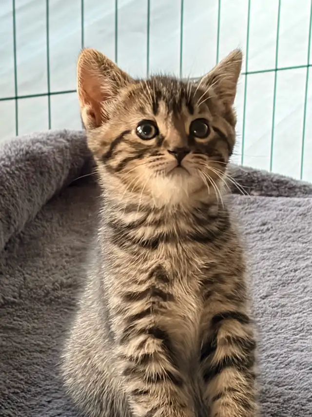 chaton tigré croisé chat domestique