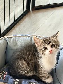 chaton tigré croisé chat domestique - Photo 2