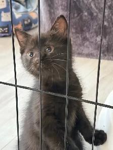 chaton tigré croisé chat domestique - Photo 3