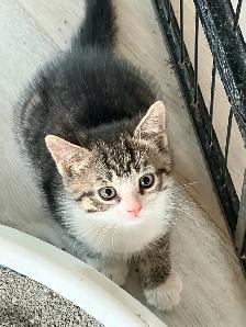 chaton tigré croisé chat domestique - Photo 4