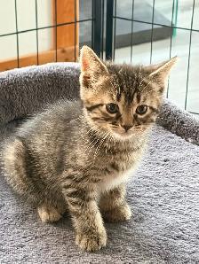 chaton tigré croisé chat domestique - Photo 5