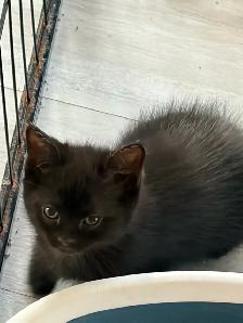 chaton tigré croisé chat domestique - Photo 6