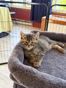 chaton tigré croisé chat domestique - Photo 8