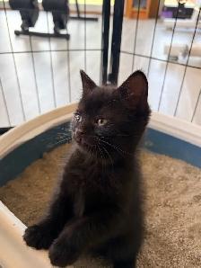 chaton tigré croisé chat domestique - Photo 10