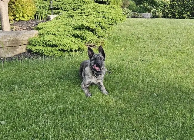 Dutch/German Shepherd Pup