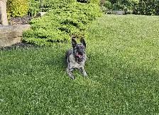 Dutch/German Shepherd Pup