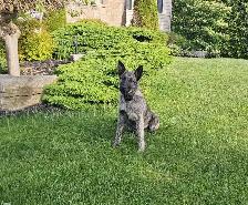 Dutch/German Shepherd Pup - Photo 2
