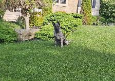 Dutch/German Shepherd Pup - Photo 3