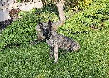 Dutch/German Shepherd Pup - Photo 4
