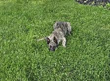 Dutch/German Shepherd Pup - Photo 5