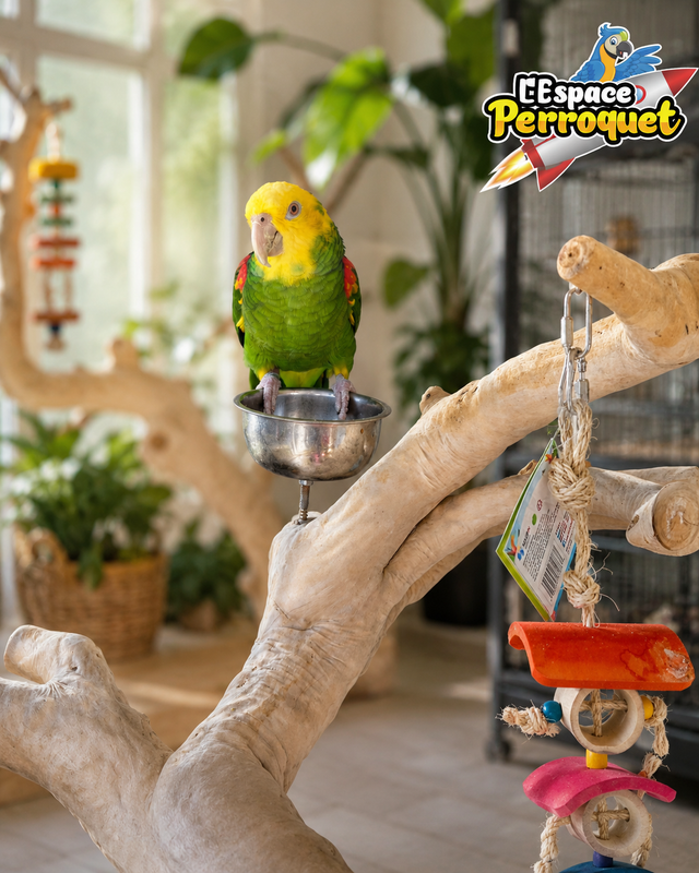❤️❤️❤️ Double Yellow-Headed Amazon Available | Female❤️❤️❤️