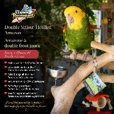 ❤️❤️❤️ Double Yellow-Headed Amazon Available | Female❤️❤️❤️ - Photo 2