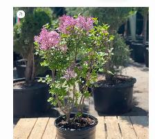 Lilacs, 2 dwarf purple-flowering Korean in 10 gal pots