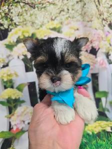 YORKSHIRE TERRIER PUPPY ( Tri-color Bierwer male)