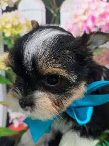 YORKSHIRE TERRIER PUPPY ( Tri-color Bierwer male) - Photo 2