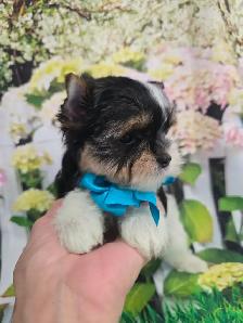 YORKSHIRE TERRIER PUPPY ( Tri-color Bierwer male) - Photo 3