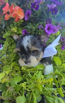 YORKSHIRE TERRIER PUPPY ( Tri-color Bierwer male) - Photo 5