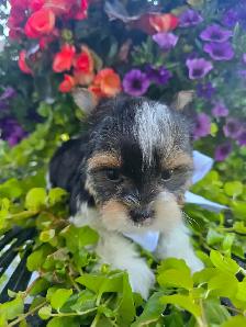 YORKSHIRE TERRIER PUPPY ( Tri-color Bierwer male) - Photo 6