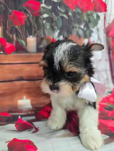 YORKSHIRE TERRIER PUPPY ( Tri-color Bierwer male) - Photo 7