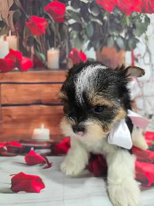 YORKSHIRE TERRIER PUPPY ( Tri-color Bierwer male) - Photo 8