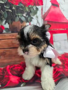 YORKSHIRE TERRIER PUPPY ( Tri-color Bierwer male) - Photo 9